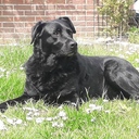 olli63